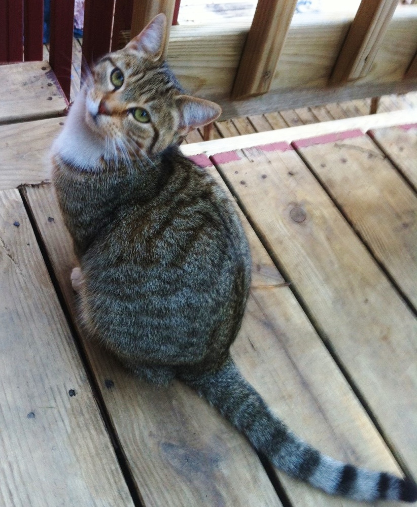 cat