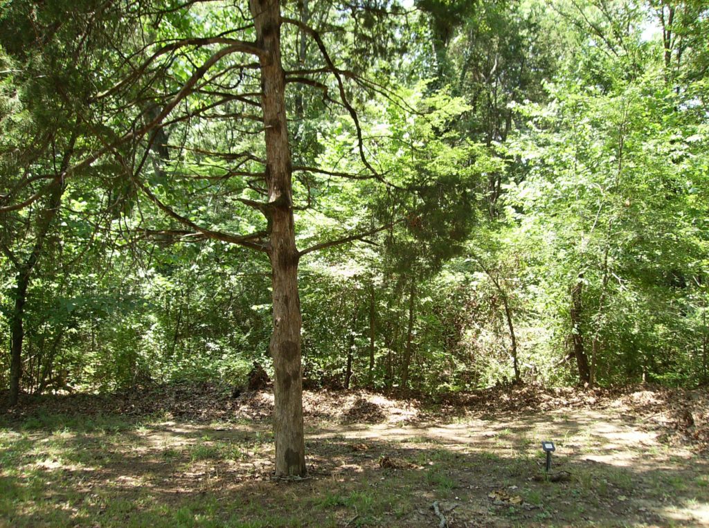 34 Graveyard Cedar and Cicero Marker