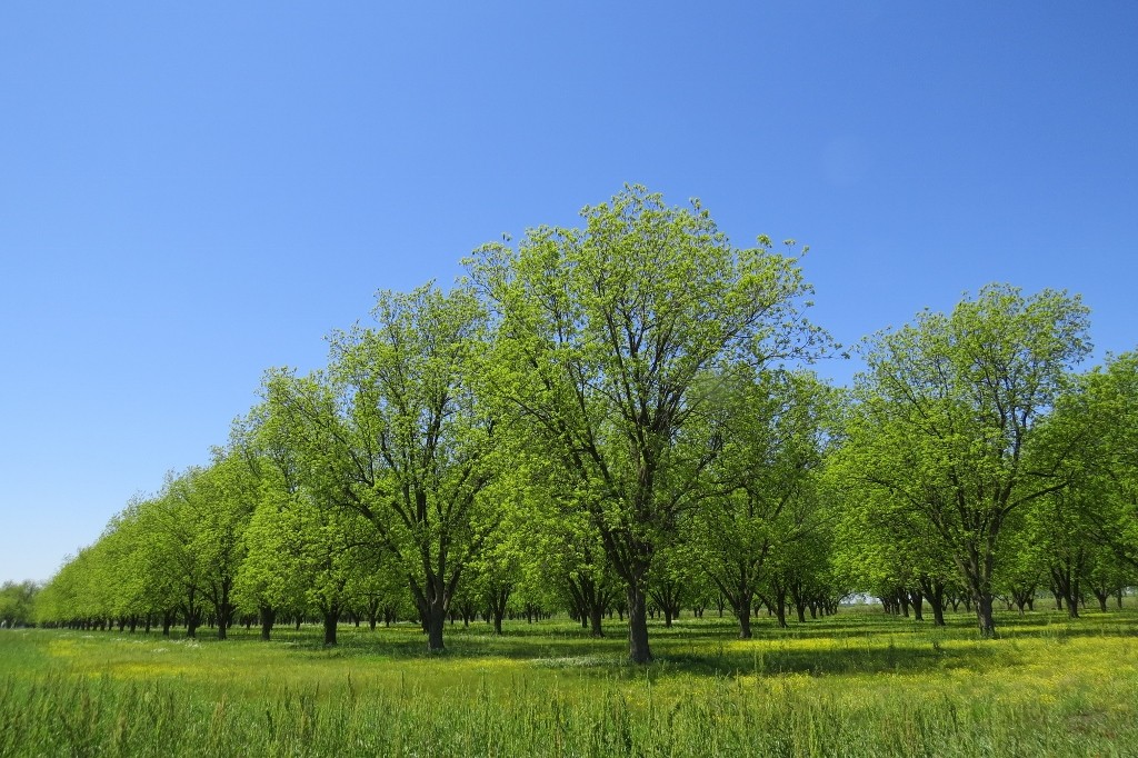 on the way to the museum, this pecan grove caught my eye