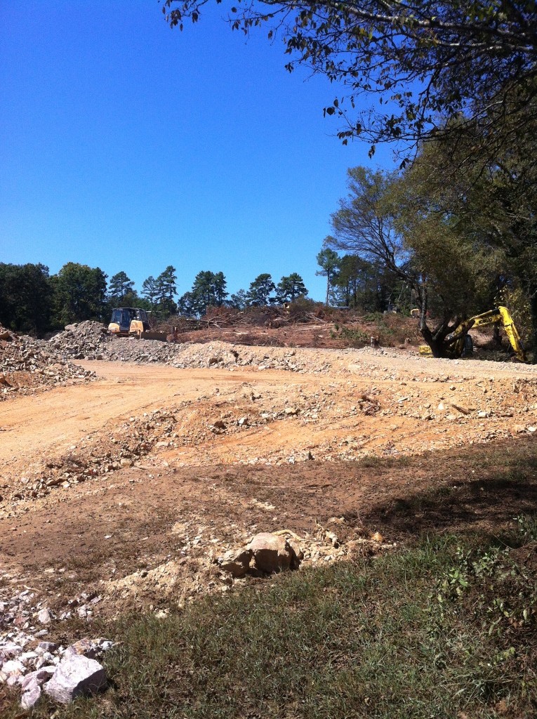 This used to be a hill of really tall trees.